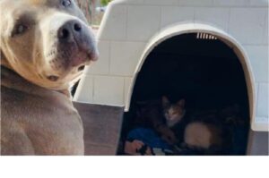 Pies przygarnął kocięta i zaopiekował się ich mamą