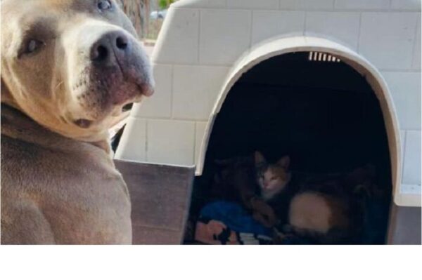 Pies przygarnął kocięta i zaopiekował się ich mamą