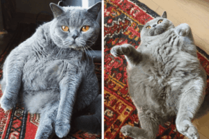 Pitoe - kotka ze skoliozą