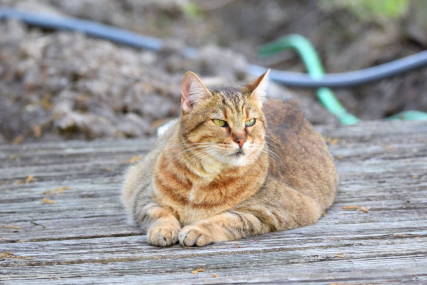 Pixie-bob wylegujący się na werandzie