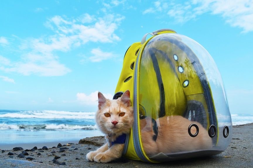 Wakacyjne gadżety dla kota - to must have dla kociarza!