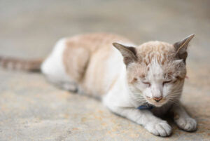 po czym poznać że kot umiera