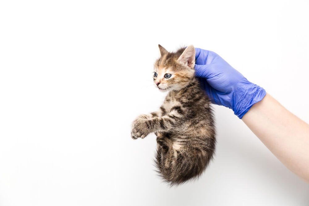 podnoszenie kota za skórę (1).jpg