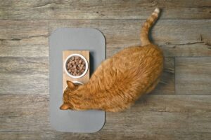 podwyższana miska dla kota.jpg