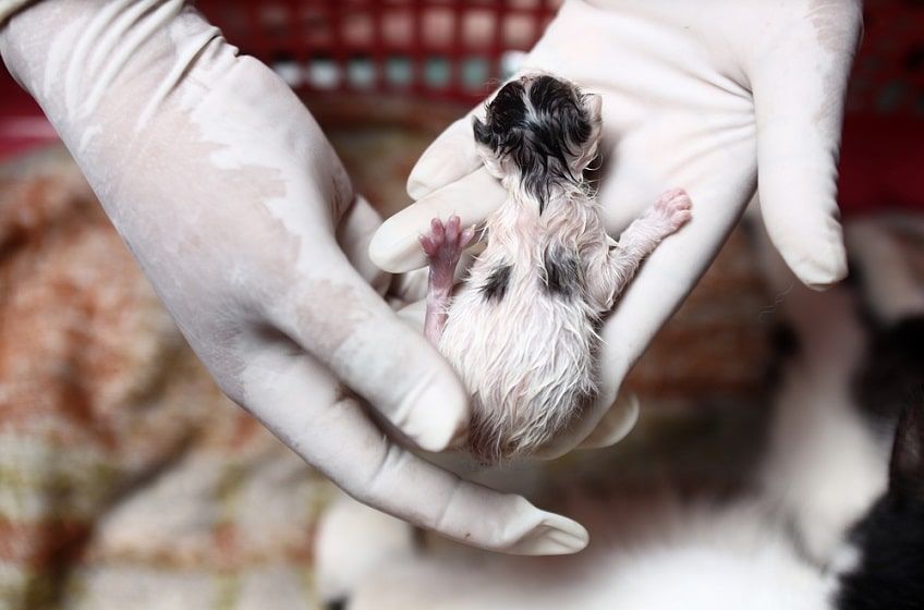 poród u kota-min.jpg