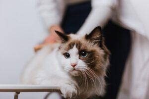 porzucił kota z wenflonem