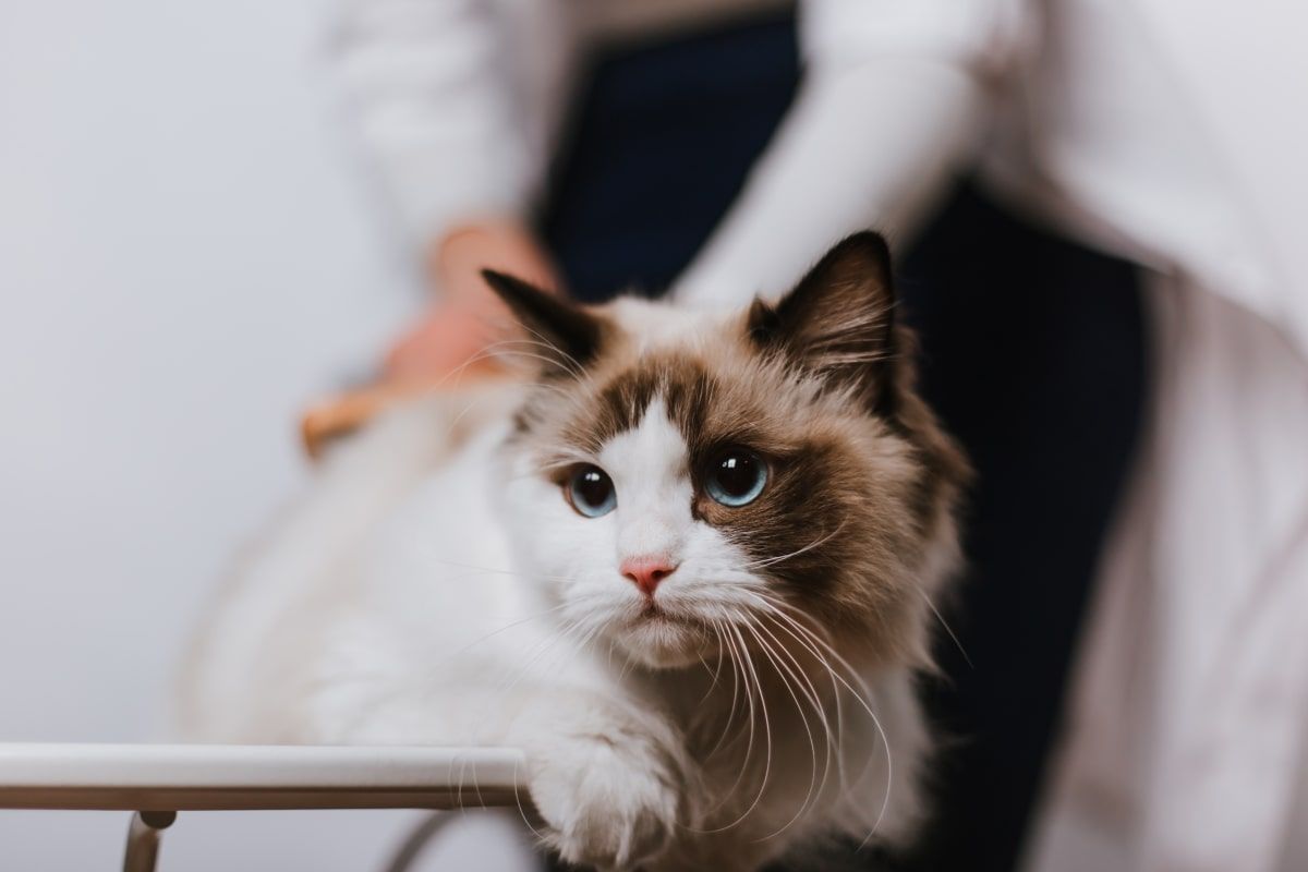 porzucił kota z wenflonem