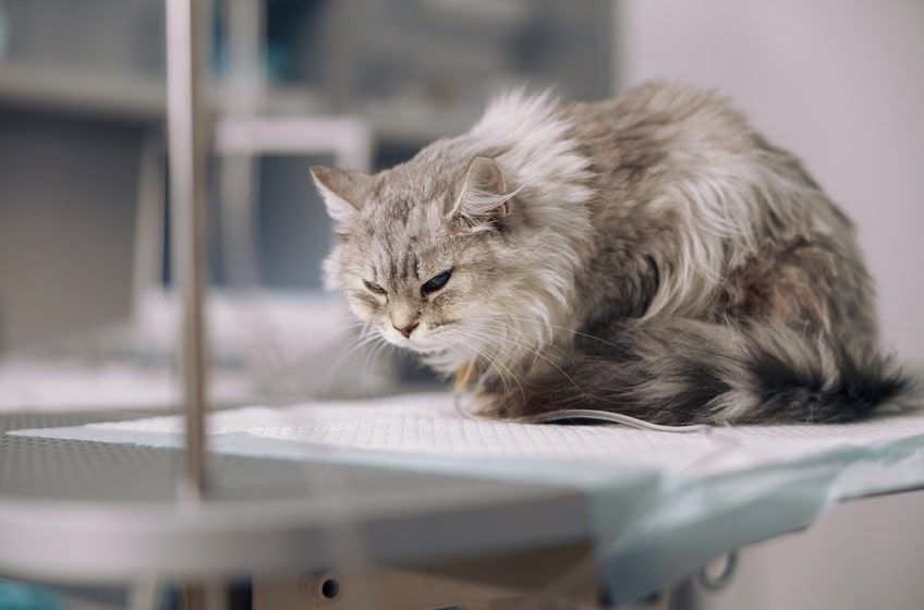 pozycja chorego kota