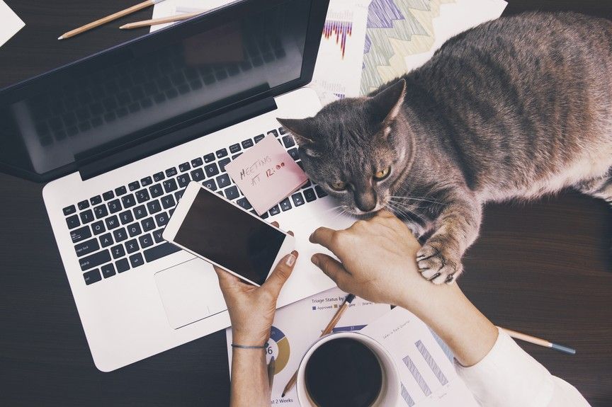 praca z dalna z kotem