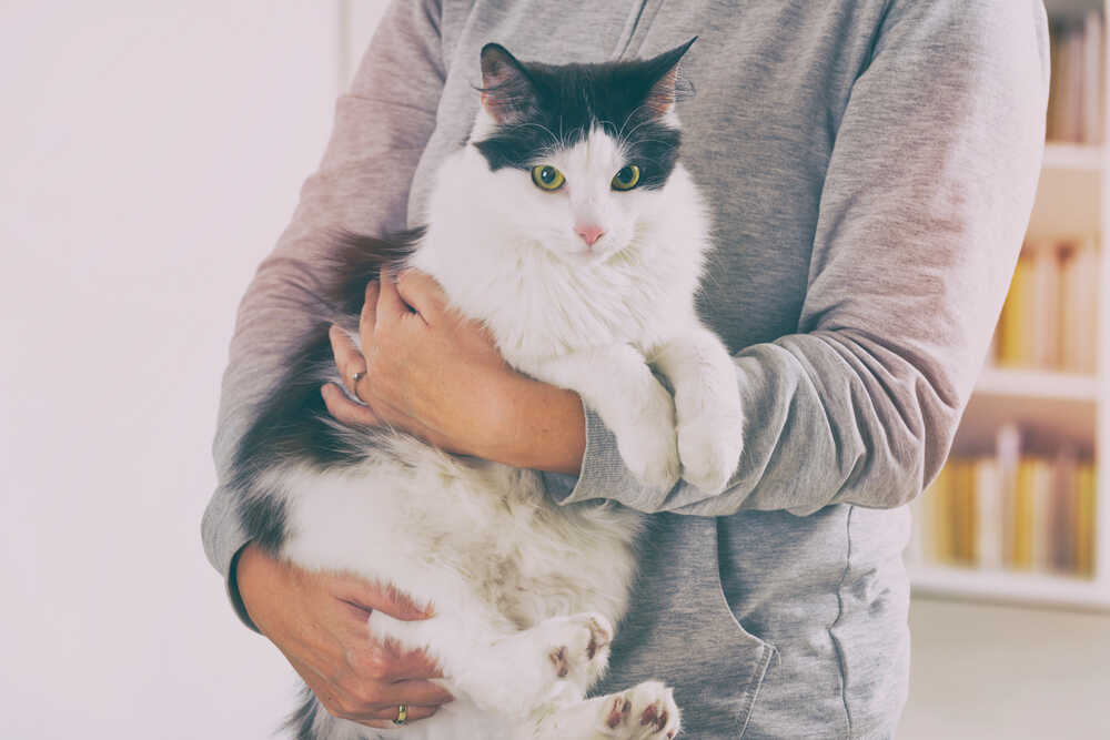 prawidłowe podnoszenie kota (1).jpg