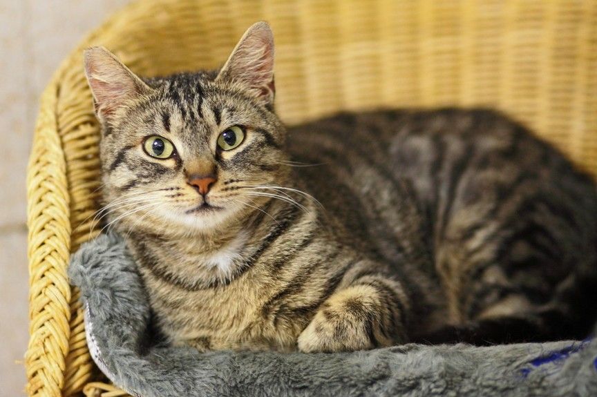 kot wykrył nowotwór