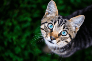 czy kot mnie rozumie