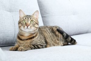 meble niebezpieczne dla kota