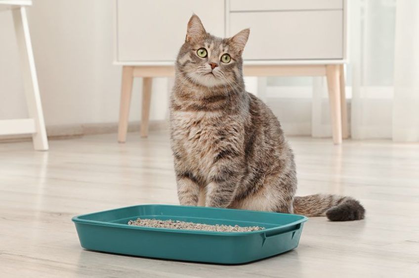 kot nie korzysta z kuwety