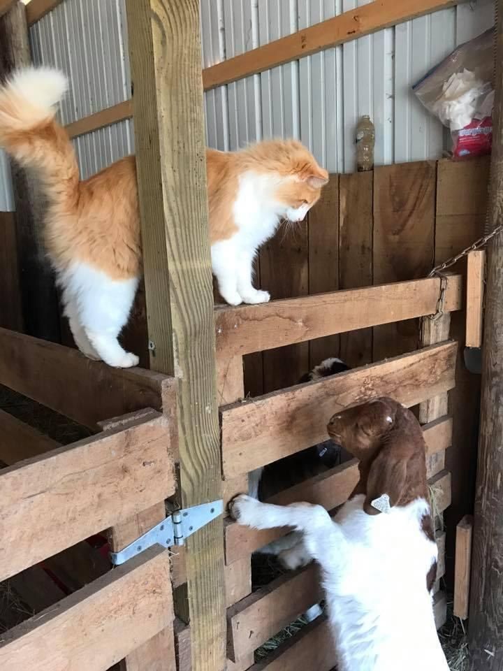 kot i kozy na farmie