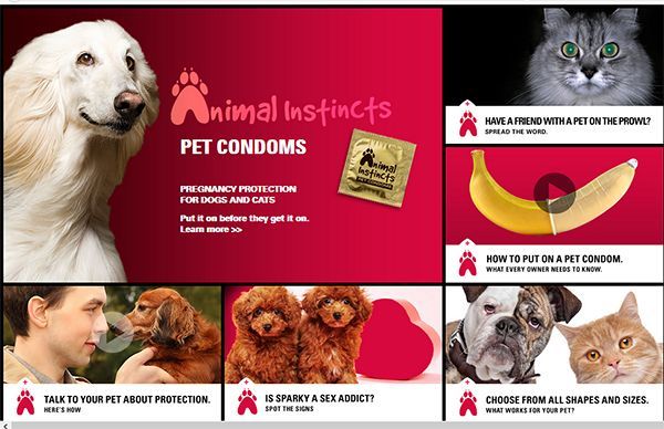 prezerwatywy dla kotów