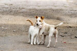 362 miliony kotów i psów przebywa na ulicach lub w schroniskach