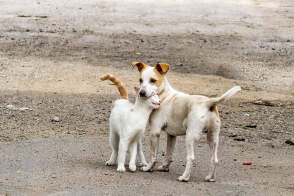 362 miliony kotów i psów przebywa na ulicach lub w schroniskach