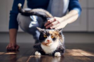 problemy emocjonalne u kotów