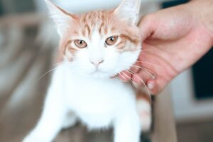 problemy z nerkami u kotów