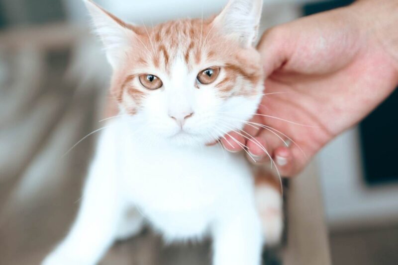 problemy z nerkami u kotów