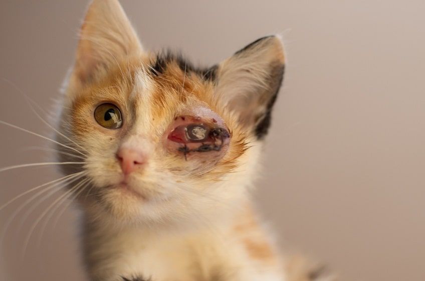 problemy z oczami u kota