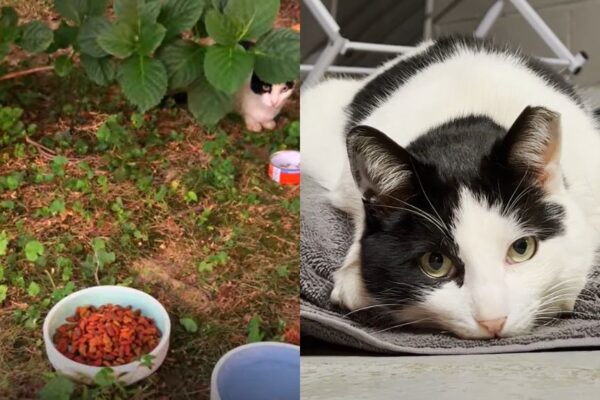 przekonała do siebie kota rozmową