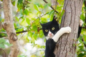 przerażony kot na drzewie