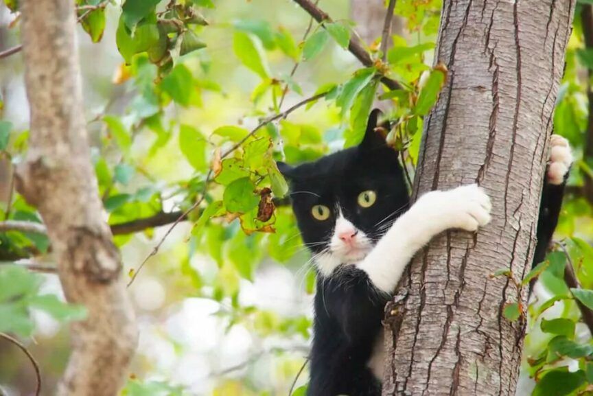 przerażony kot na drzewie