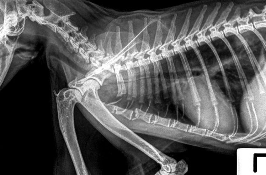 przerzuty mięsaka u kota-min.jpg