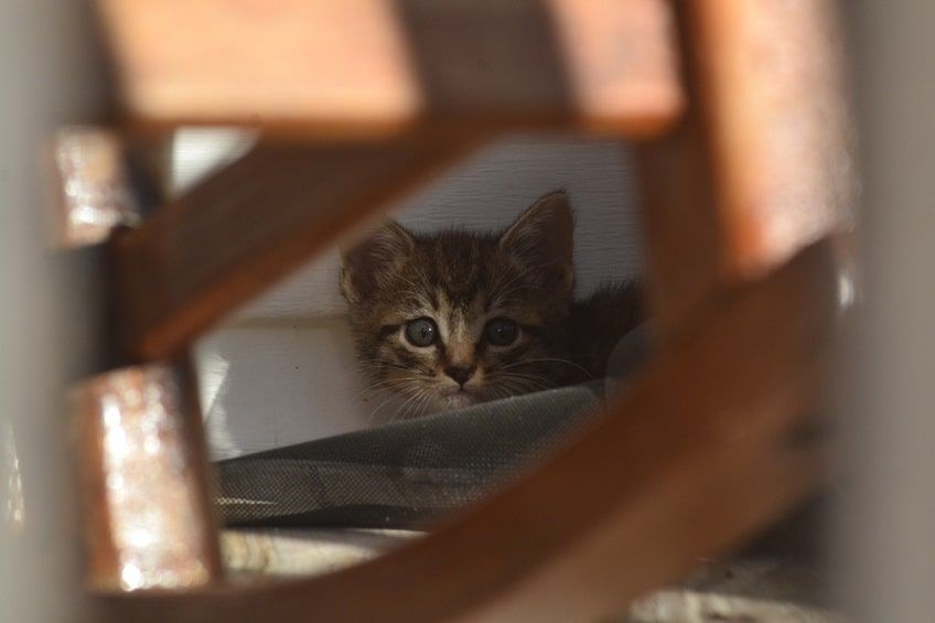 przestraszony dziki kociak-min.jpg