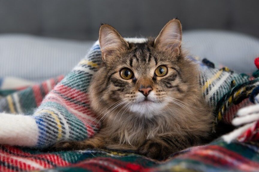 przeziębienie u kota