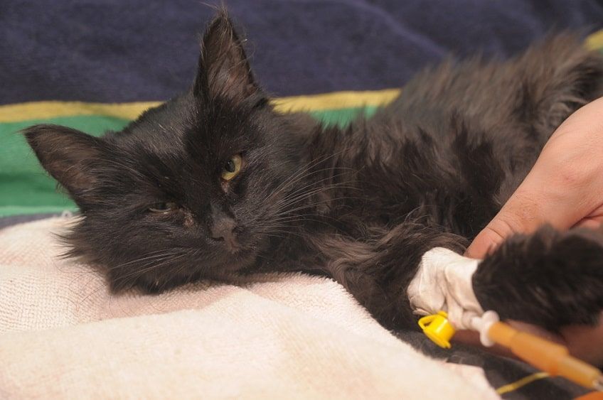 przyczyny niewydolności nerek u kota-min.jpg