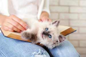 przytulaśne rasy kotów