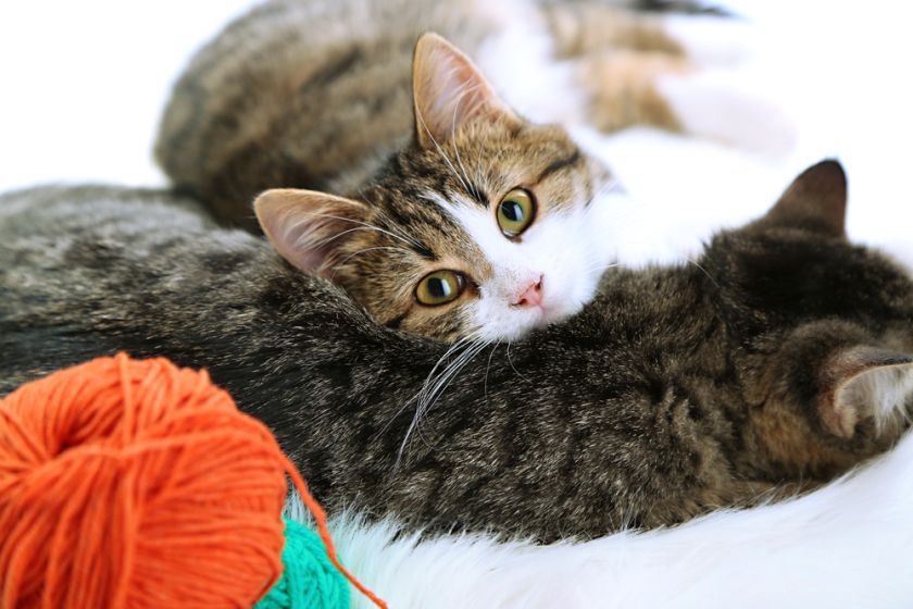 socjalizacja z izolacją