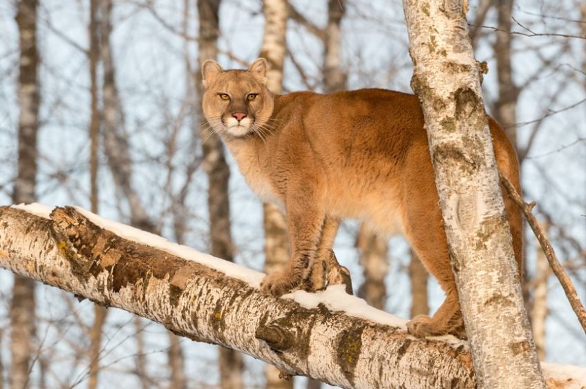 puma wschodnia