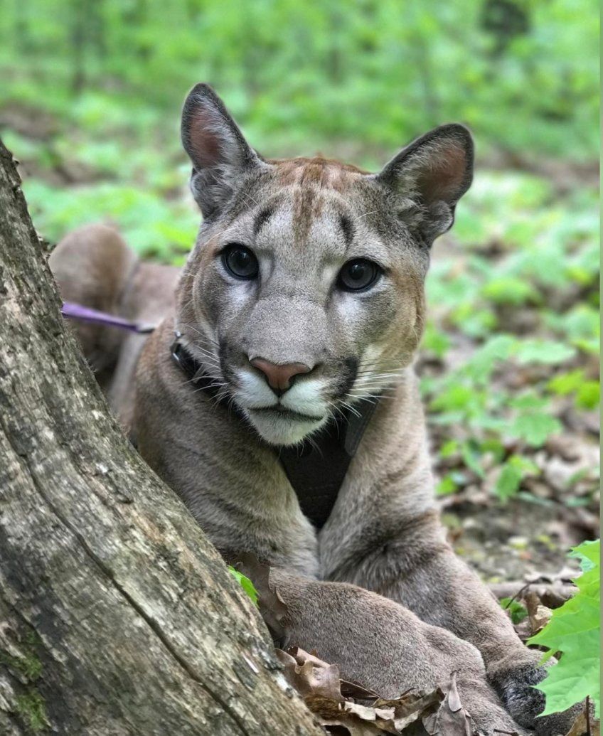 puma domowa