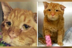 najsmutniejszy kot na świecie