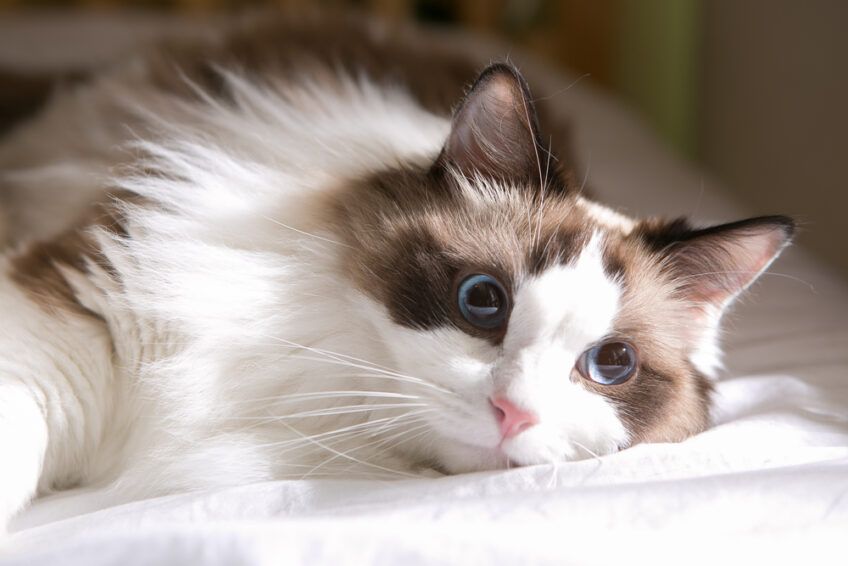 ragdoll
