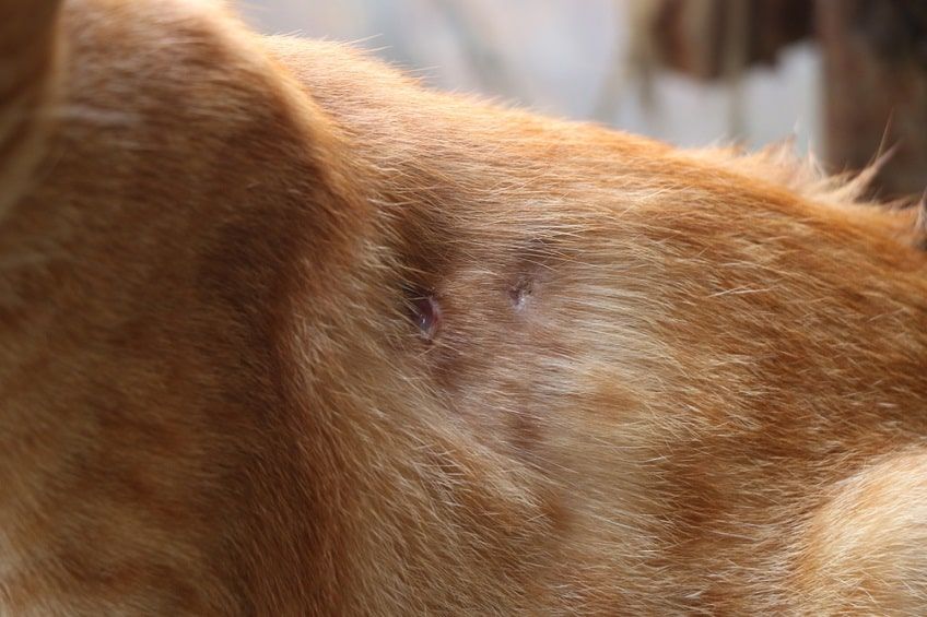 rana po ugryzieniu-min.jpg