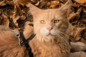 maine coon rasy kotów które zniosą chłód