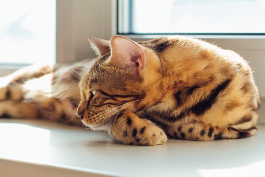 rasy kotow lepiej znoszące samotność