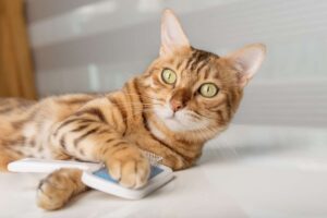 rasy kotów nie gubią sierści