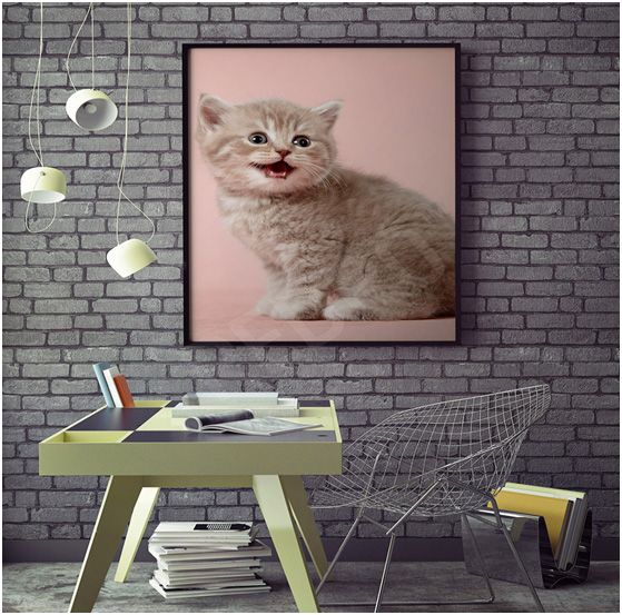 redro plakat z kotem