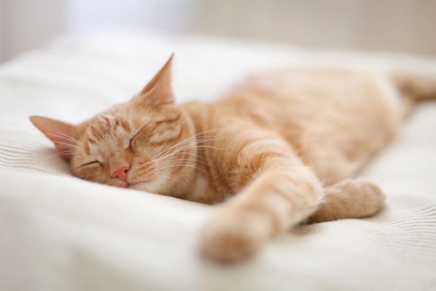 czego możemy nauczyć się od kotów