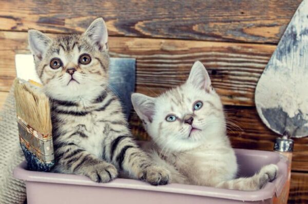 kocięta podczas remontu mieszkania