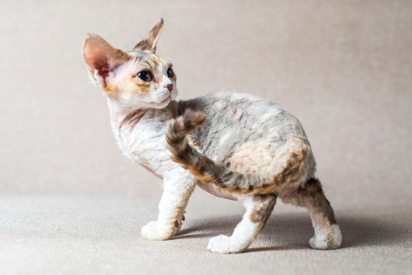 devon rex