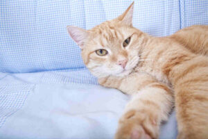 robaki u kota niewychodzącego