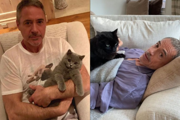 iron man jest kociarzem