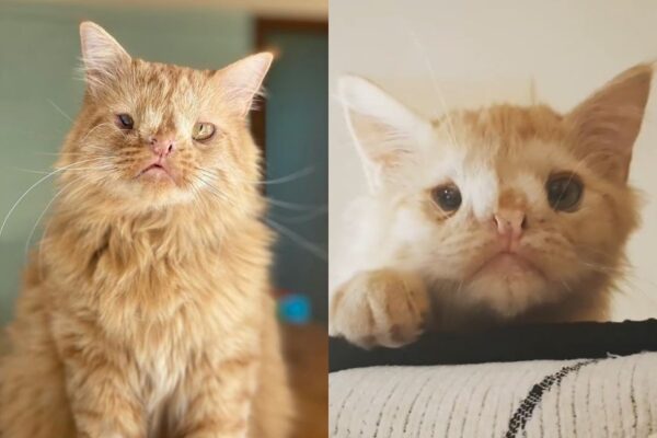 romeo brzydki kot zachwyca